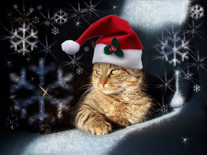 weihnachtsmieze_2004